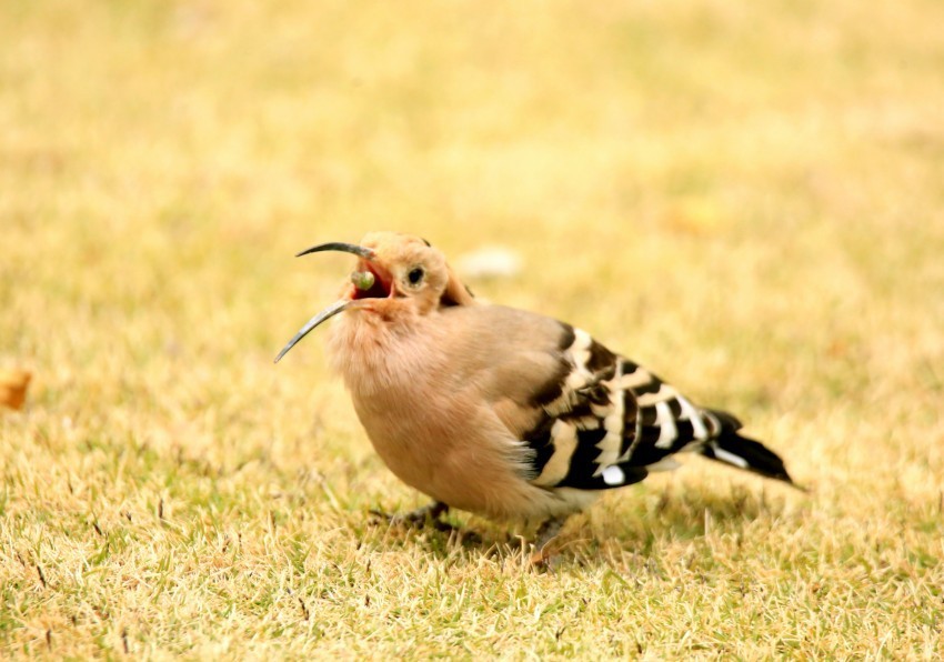 抓拍戴胜鸟的动态