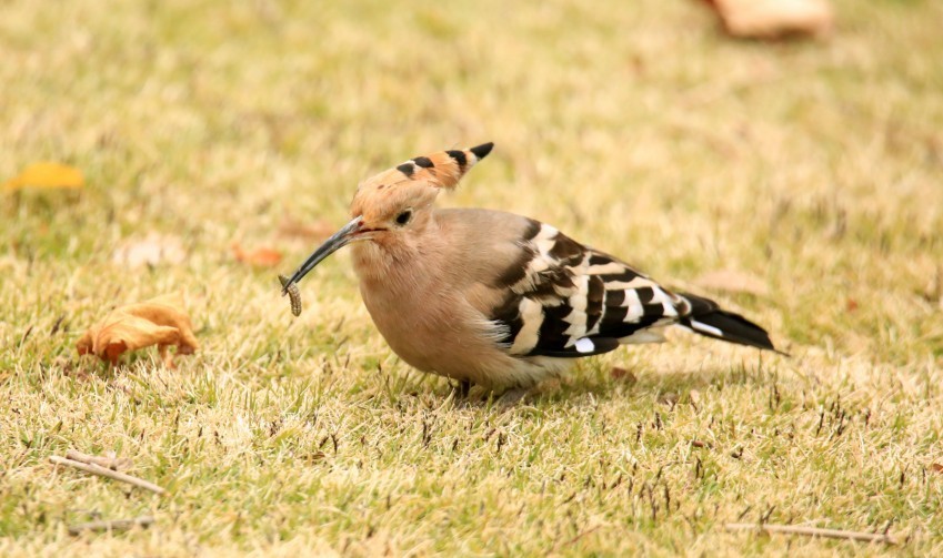 抓拍戴胜鸟的动态