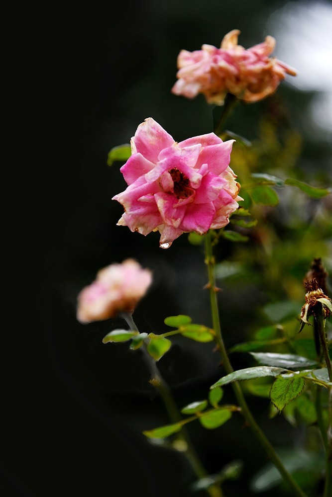 【2022】030---花花草草