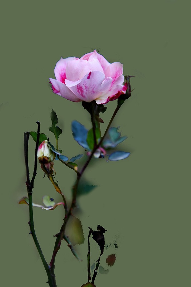 【2022】030---花花草草