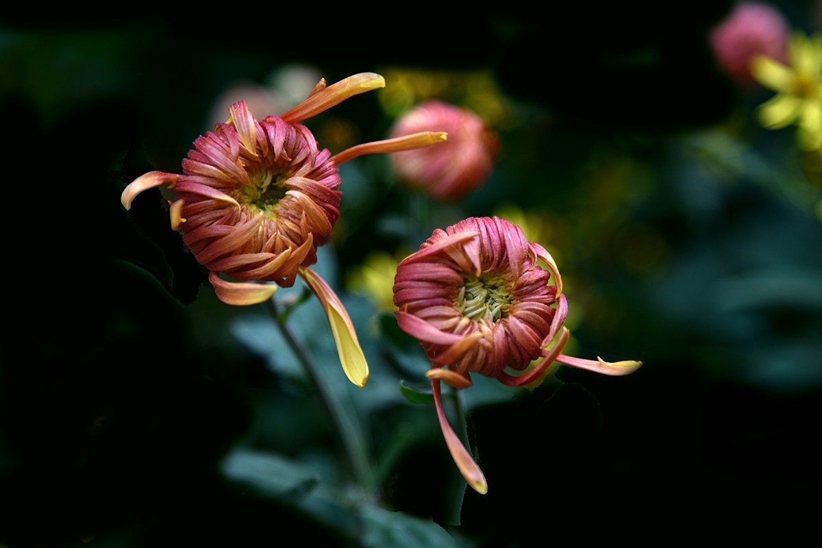 【2022】030---花花草草