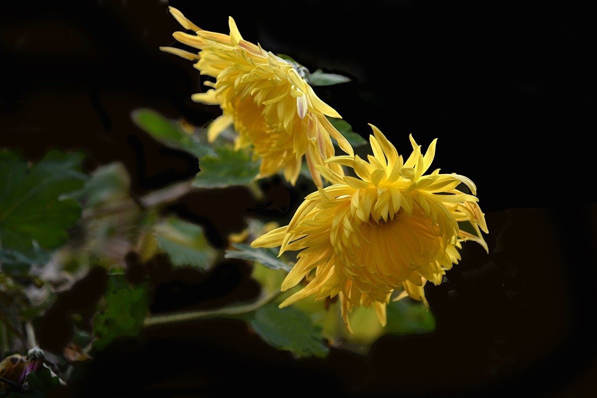 【2022】030---花花草草