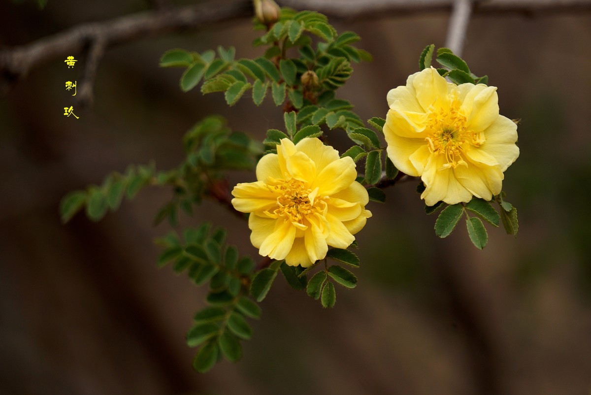 黄刺玖  （2022）