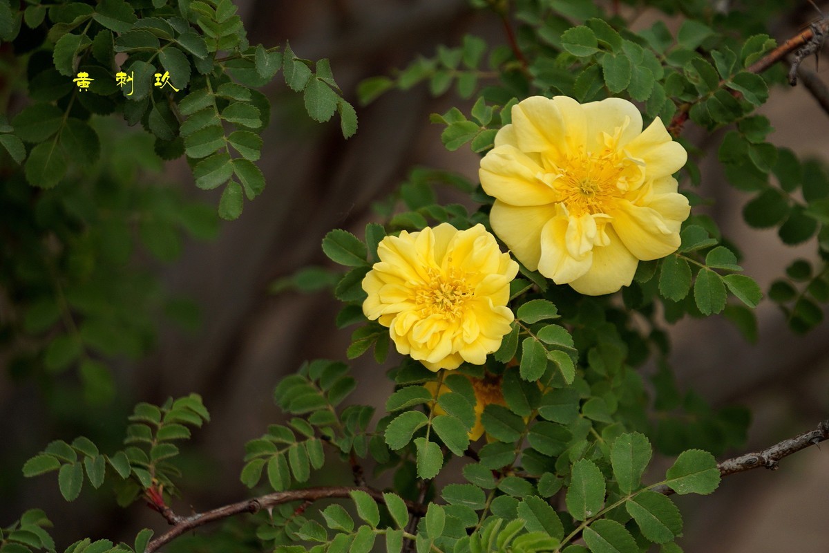 黄刺玖  （2022）