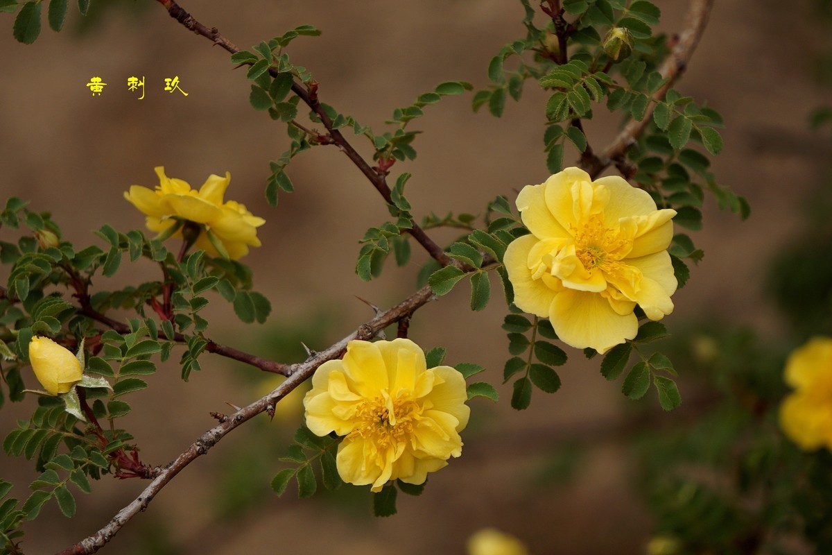 黄刺玖  （2022）