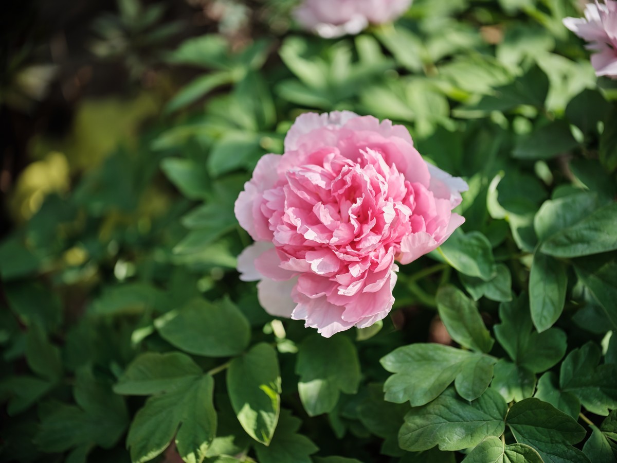 佳能老镜头拍花