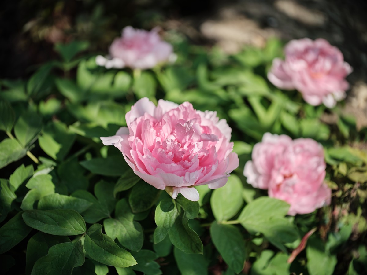 佳能老镜头拍花