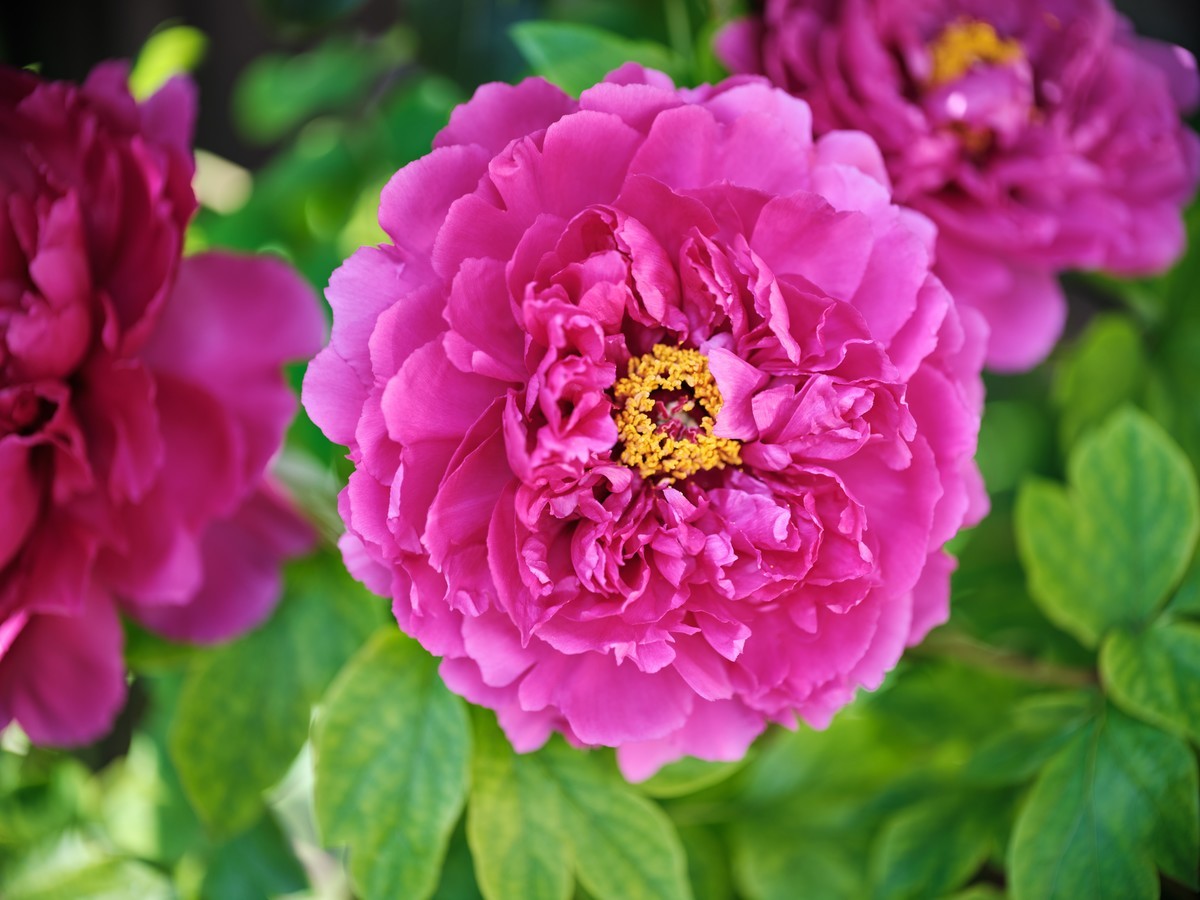 佳能老镜头拍花