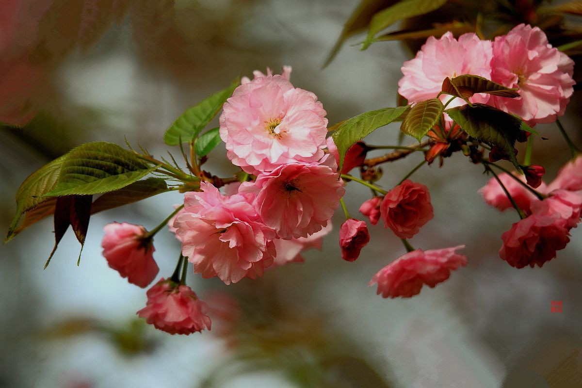 十日樱花作意开，绕花岂惜日千回（一）
