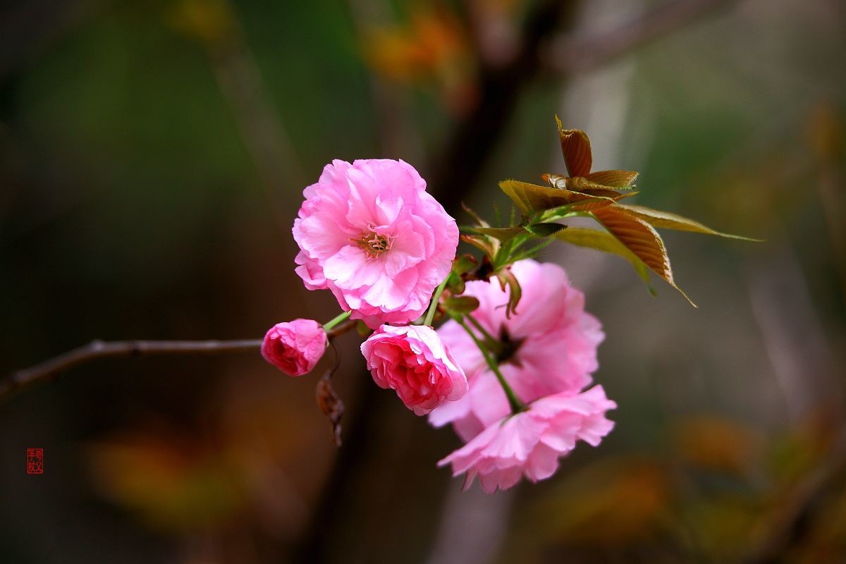 十日樱花作意开，绕花岂惜日千回（一）