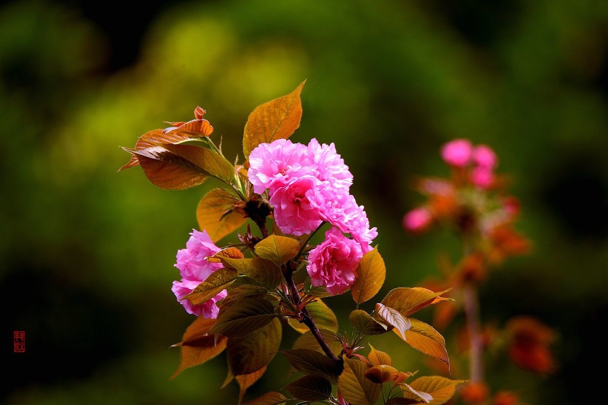 十日樱花作意开，绕花岂惜日千回（一）