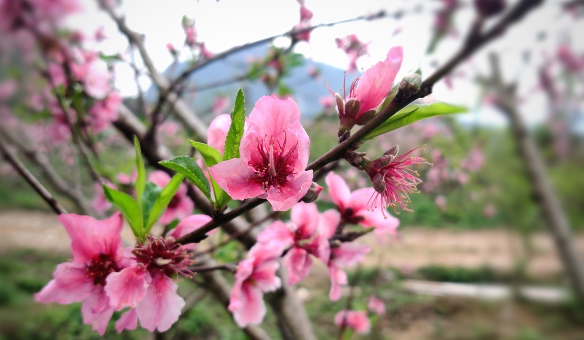 几年没在星空(中国)发过照片了。前段时间看到桃花开得鲜艳，用手机拍了几张过过瘾....