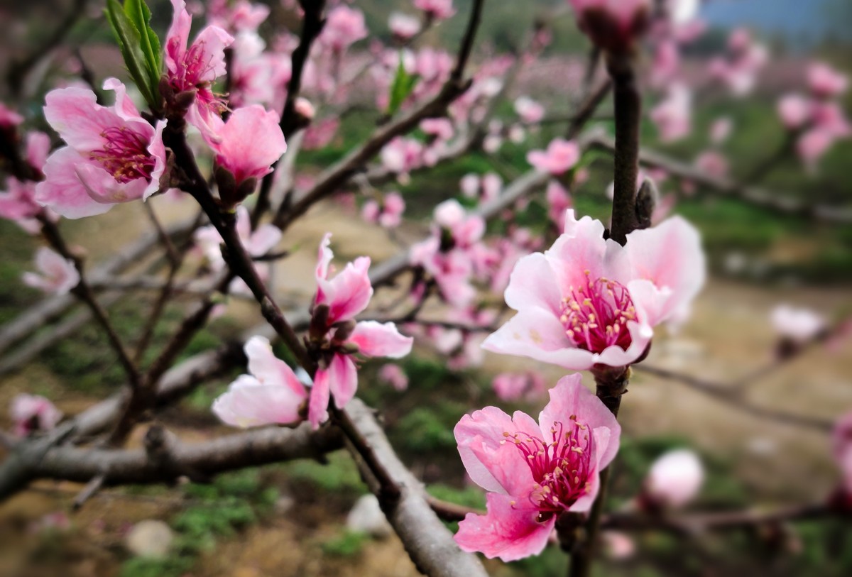 几年没在星空(中国)发过照片了。前段时间看到桃花开得鲜艳，用手机拍了几张过过瘾....