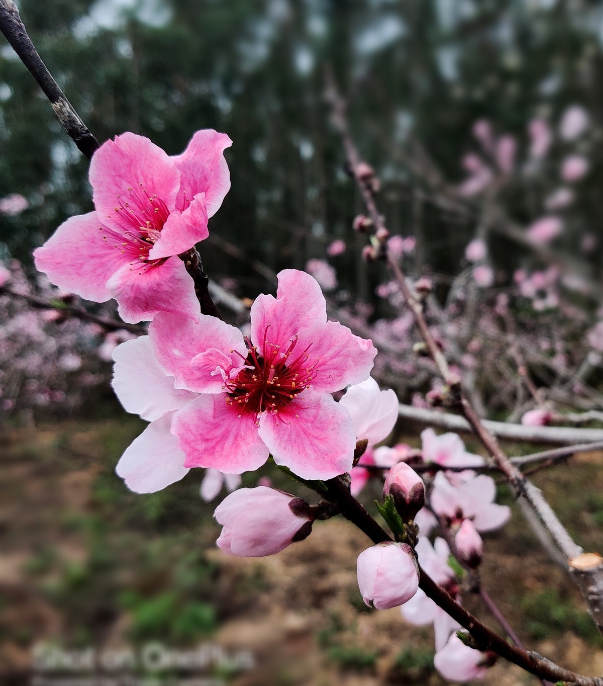 几年没在星空(中国)发过照片了。前段时间看到桃花开得鲜艳，用手机拍了几张过过瘾....