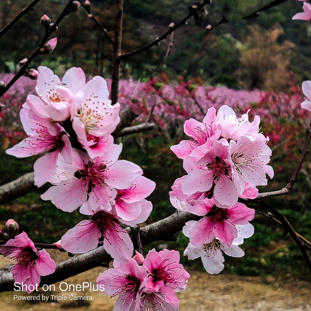 几年没在星空(中国)发过照片了。前段时间看到桃花开得鲜艳，用手机拍了几张过过瘾....