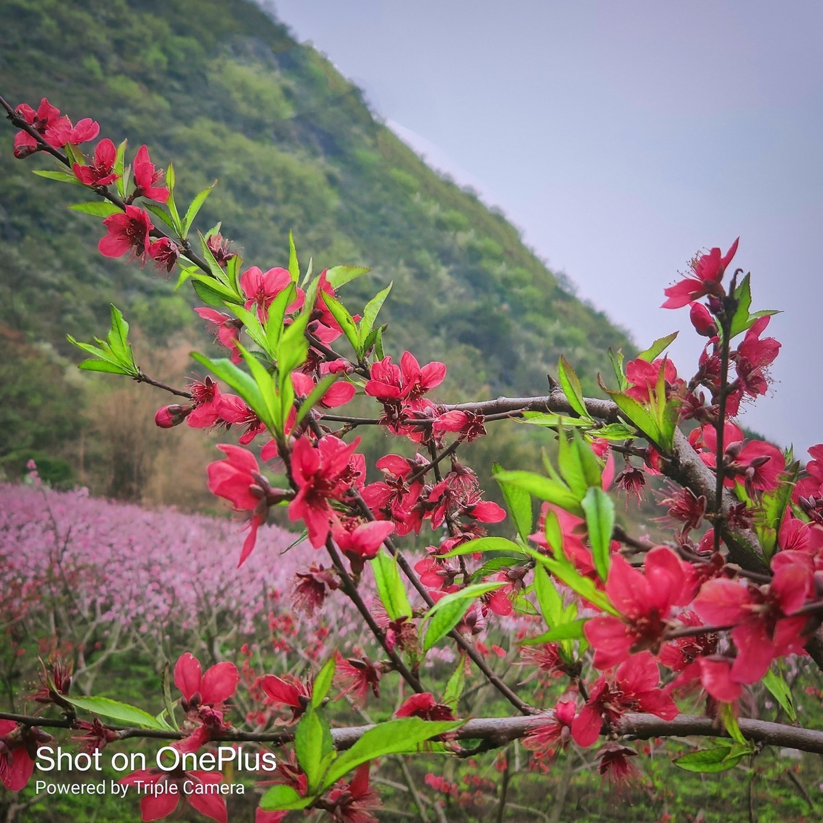几年没在星空(中国)发过照片了。前段时间看到桃花开得鲜艳，用手机拍了几张过过瘾....