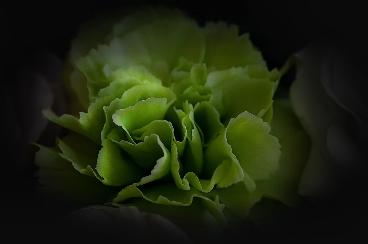 这几年拍的一些微距，尼康D7000D610+适马105