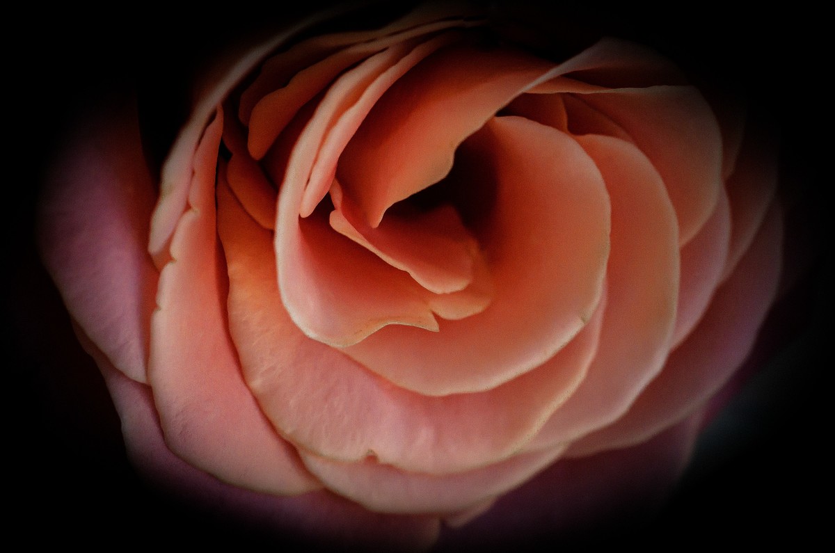 这几年拍的一些微距，尼康D7000D610+适马105