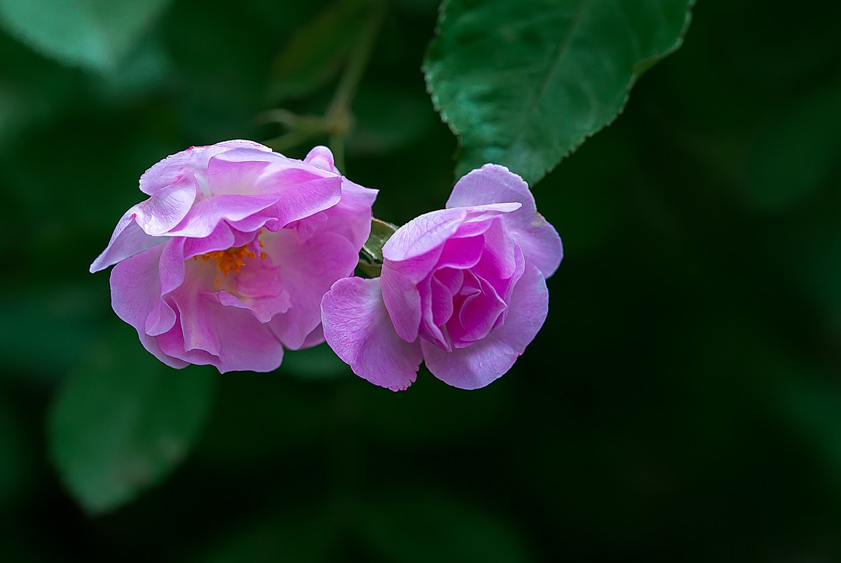 这几年拍的一些微距，尼康D7000D610+适马105