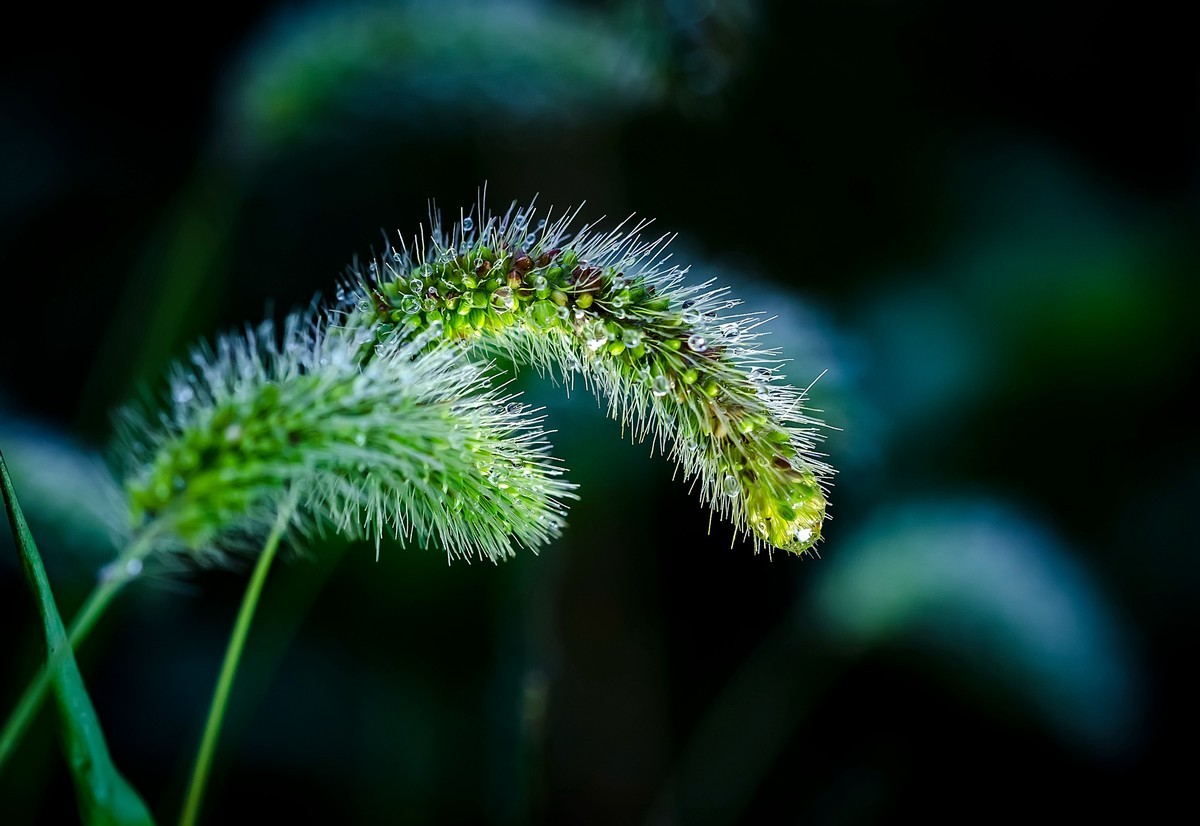 这几年拍的一些微距，尼康D7000D610+适马105