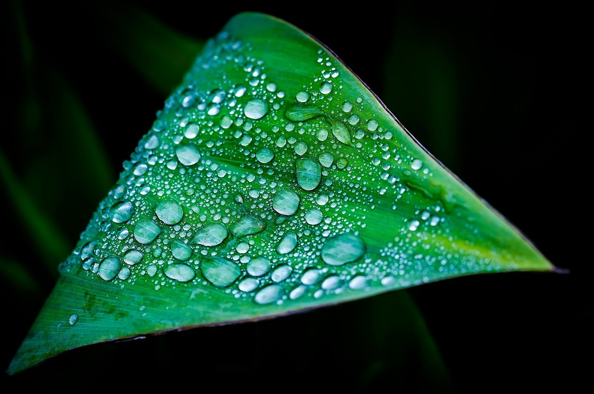 这几年拍的一些微距，尼康D7000D610+适马105