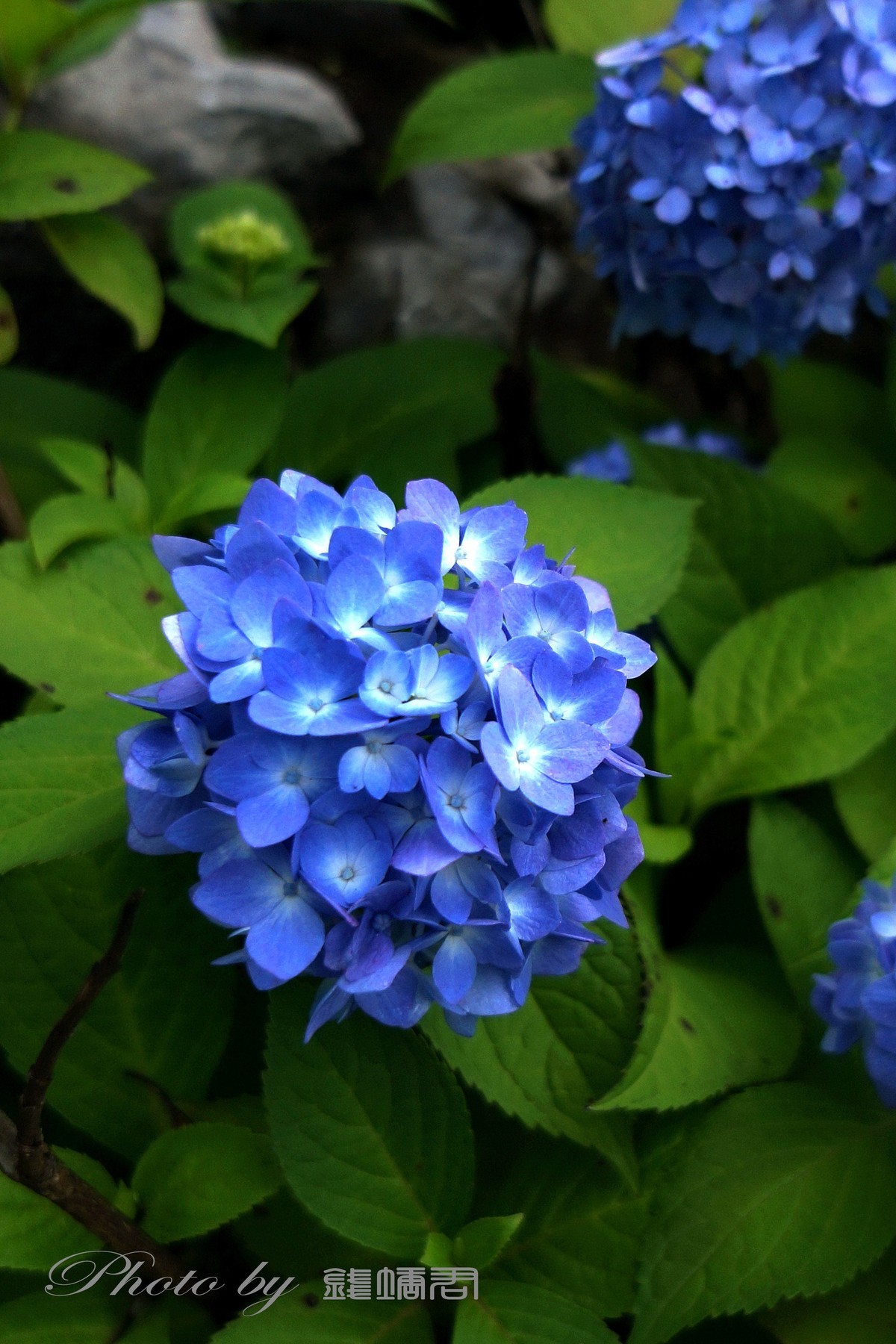 八仙花，紫阳花，团团圆圆绣球花