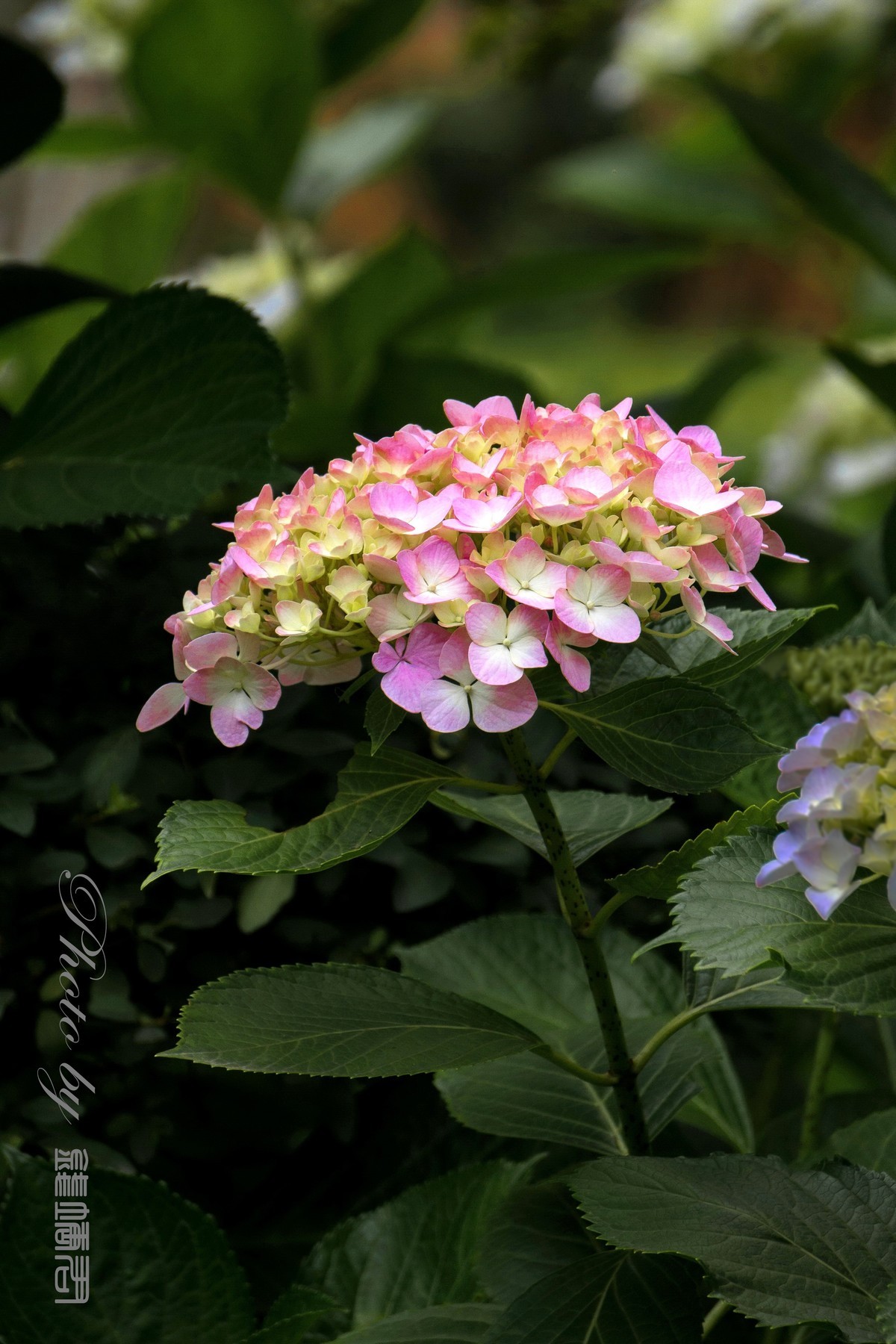 八仙花，紫阳花，团团圆圆绣球花
