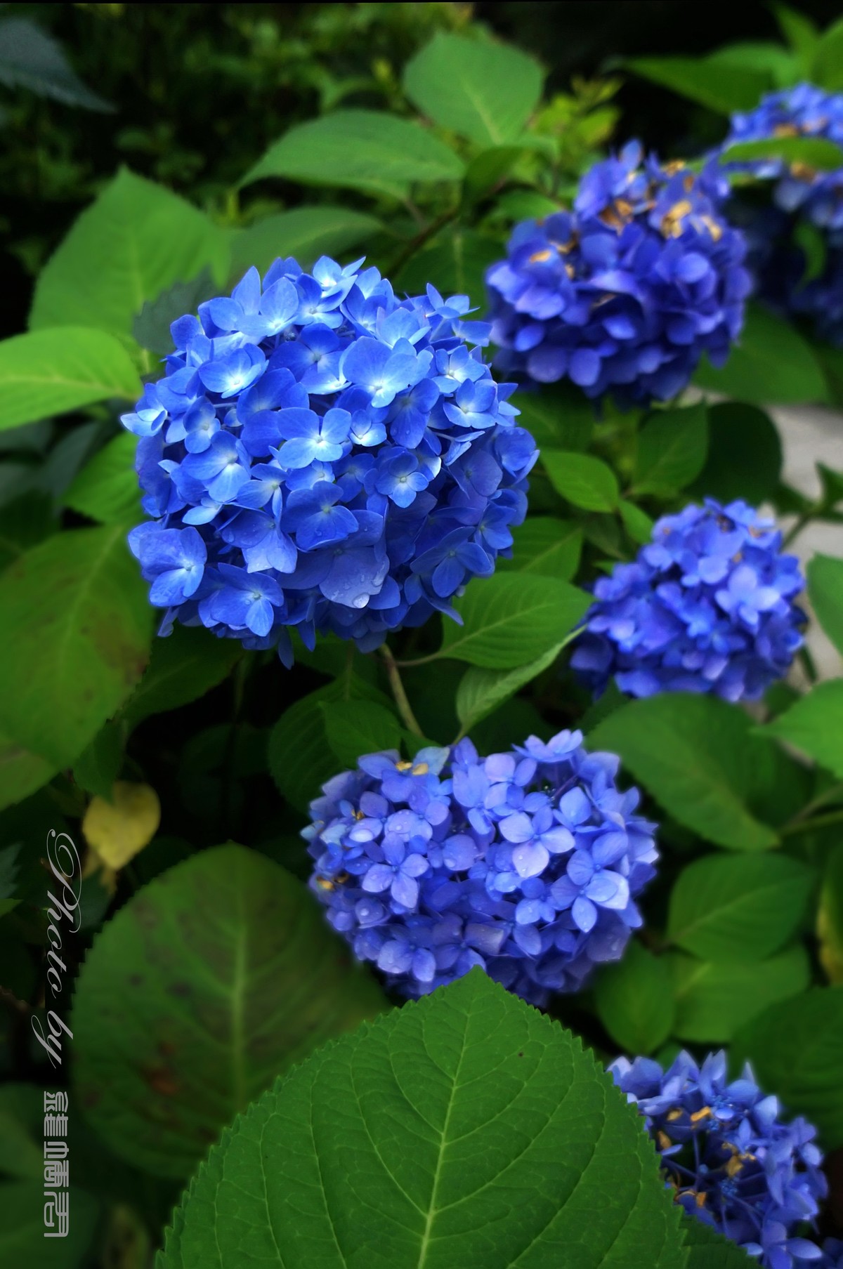 八仙花，紫阳花，团团圆圆绣球花