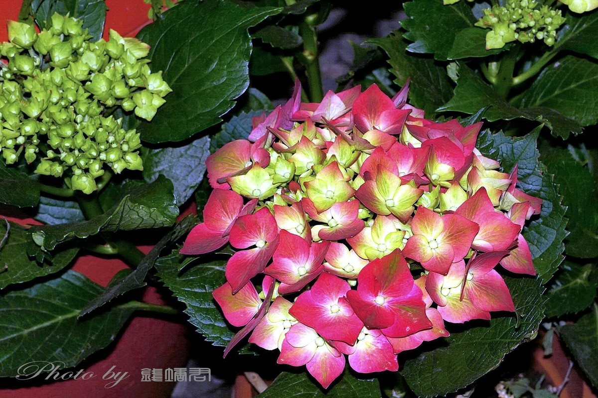 八仙花，紫阳花，团团圆圆绣球花