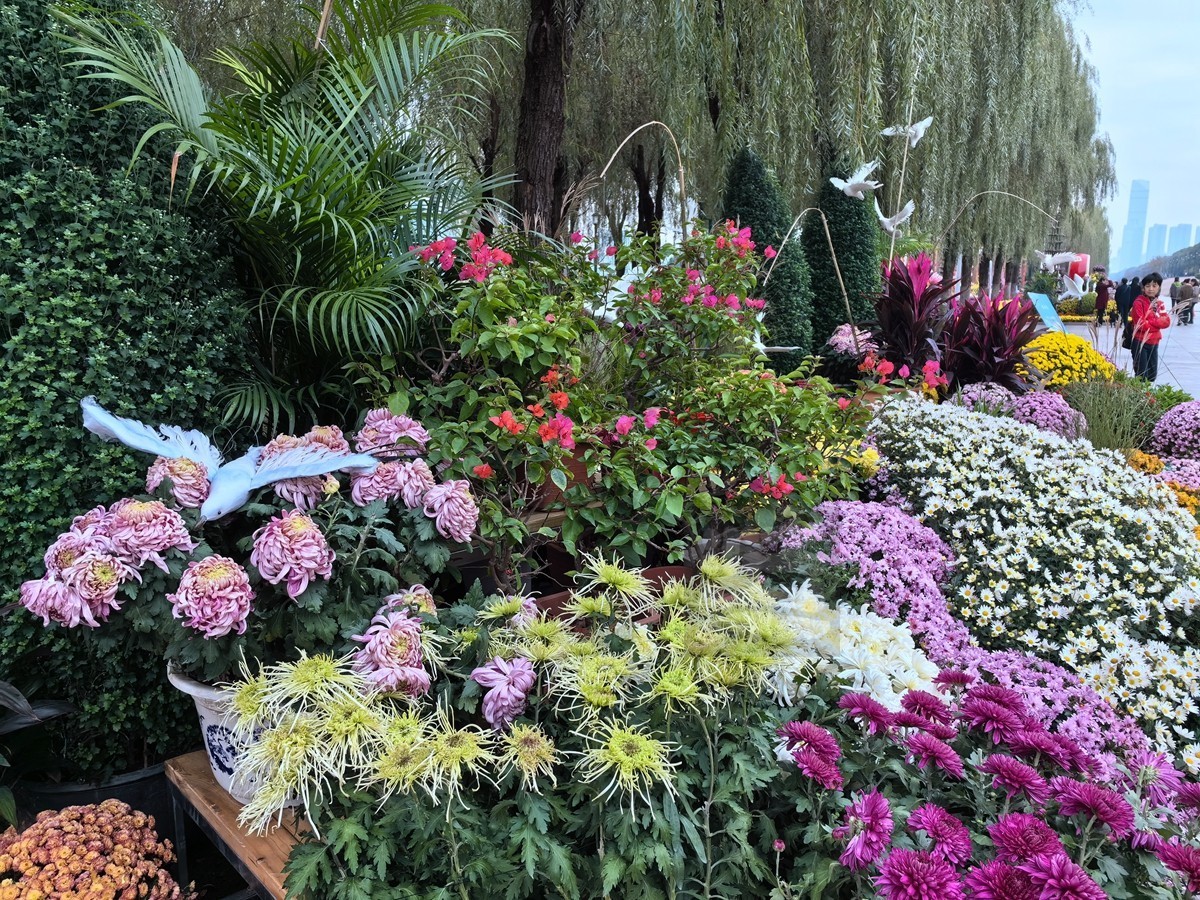 奔向未来*武汉第40届金秋菊展——武汉随笔