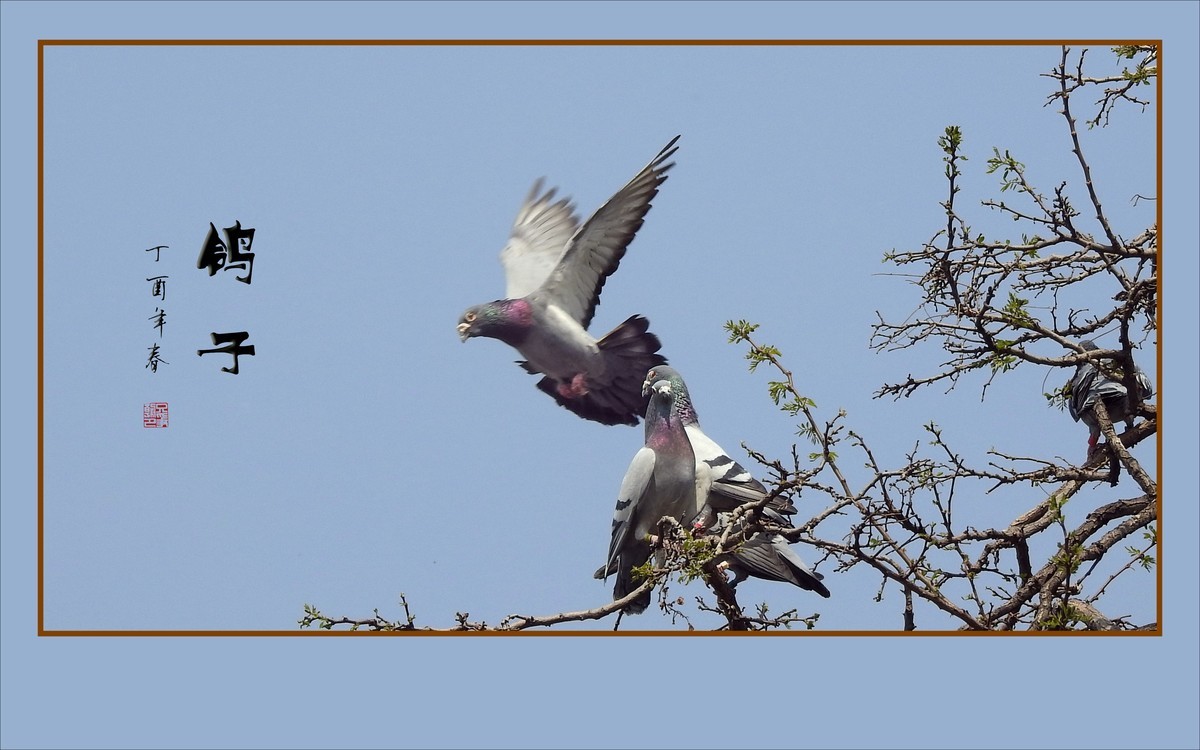 和平的天使-鸽子