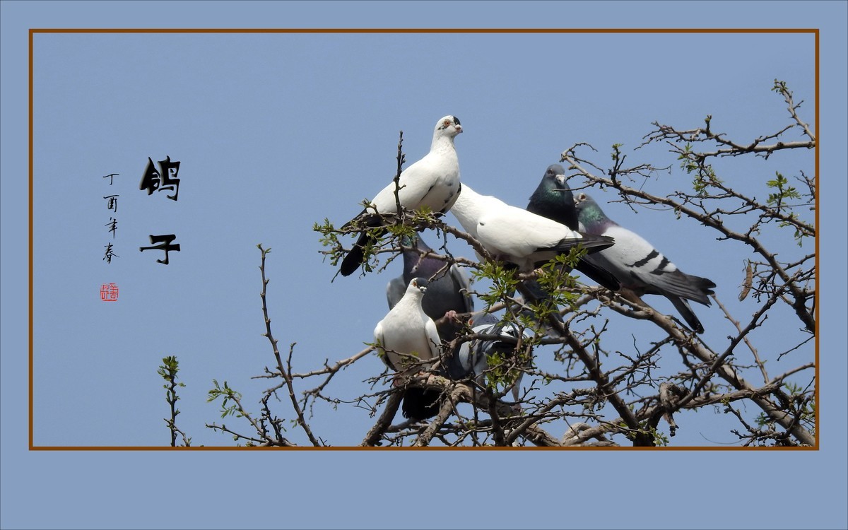 和平的天使-鸽子