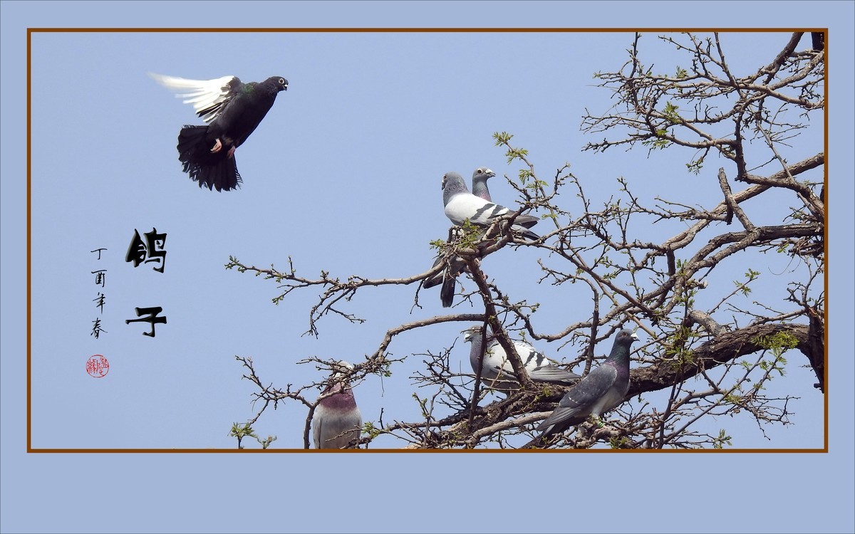 和平的天使-鸽子