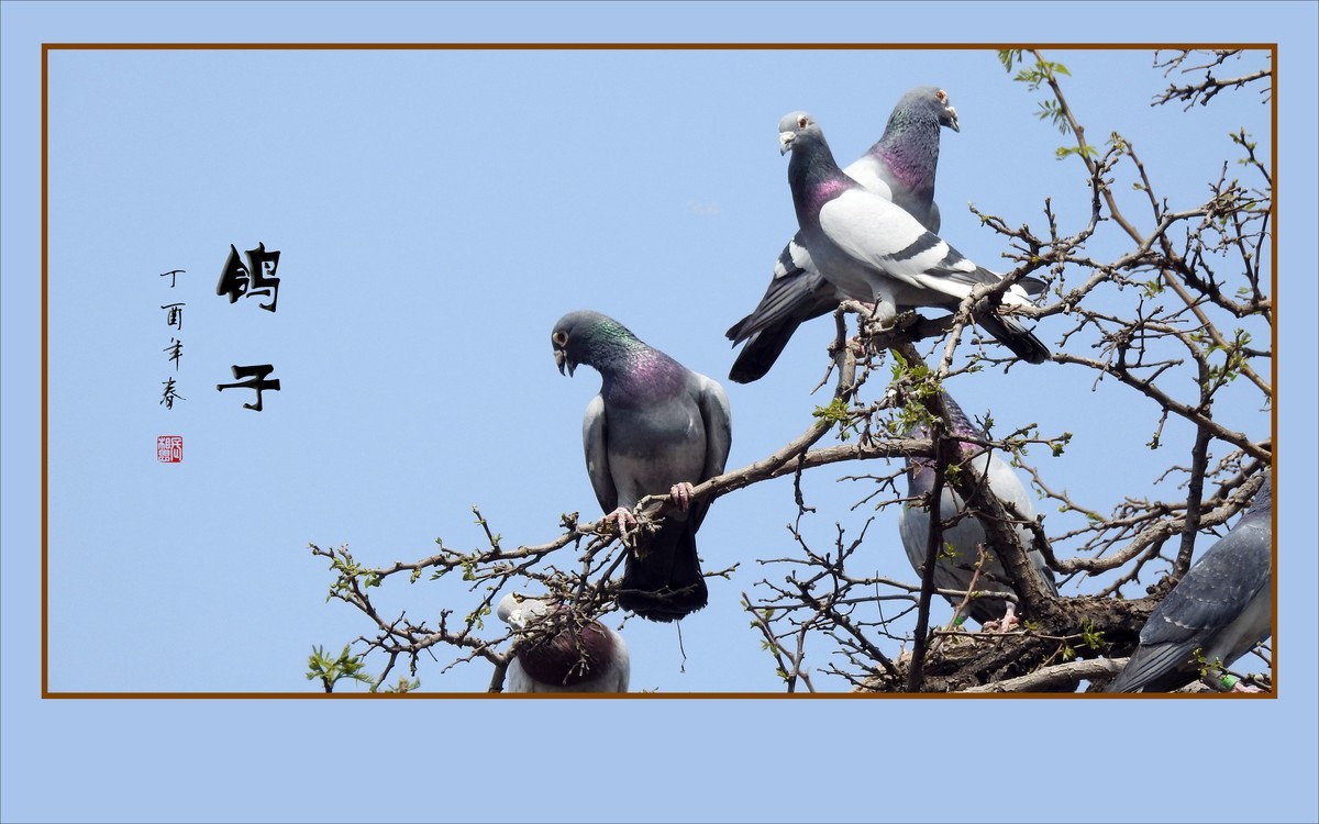 和平的天使-鸽子