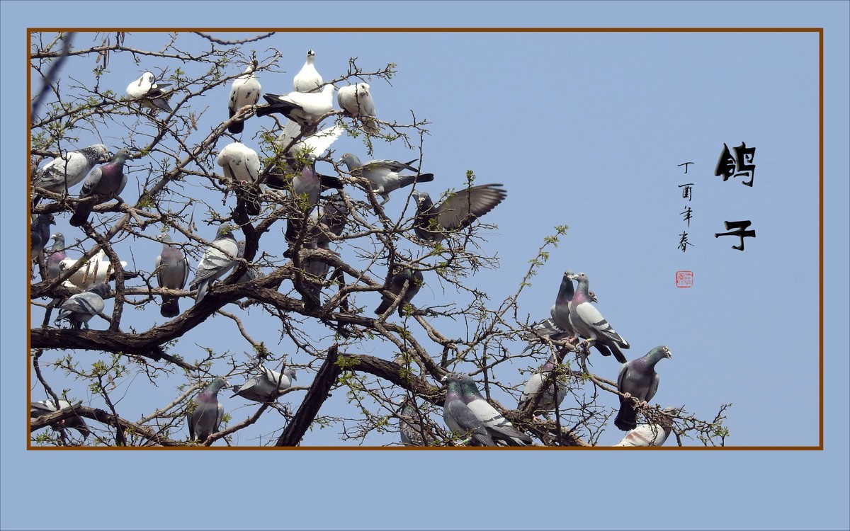 和平的天使-鸽子