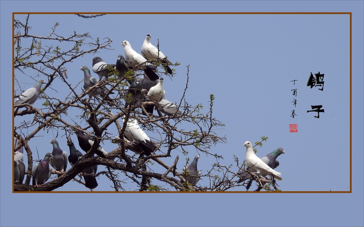 和平的天使-鸽子