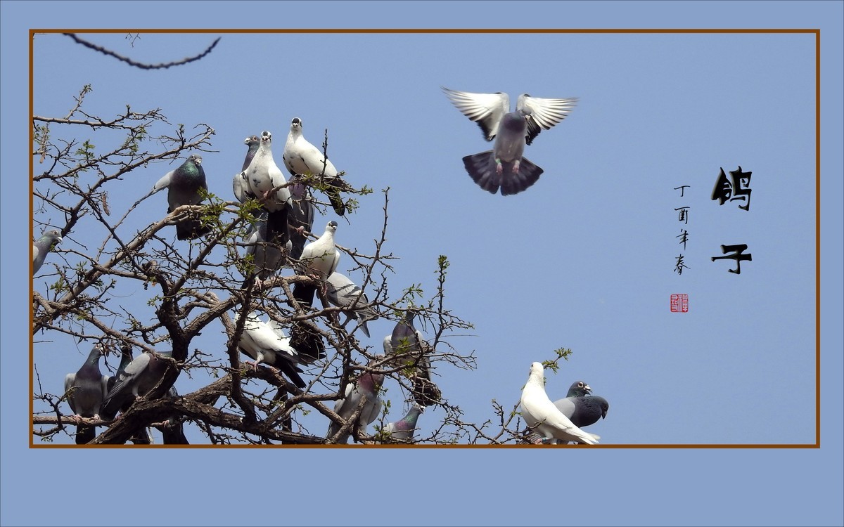 和平的天使-鸽子