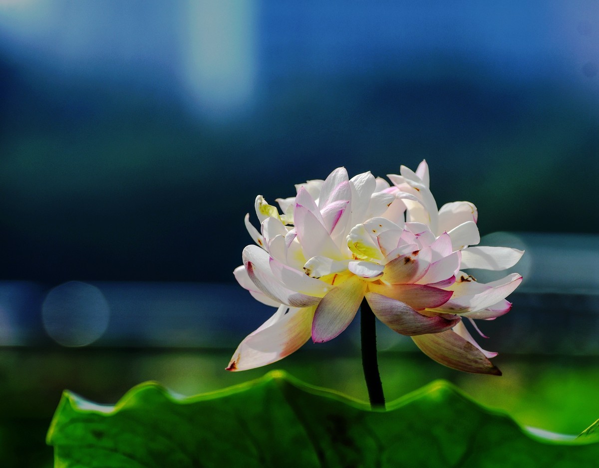 六月荷花初绽放