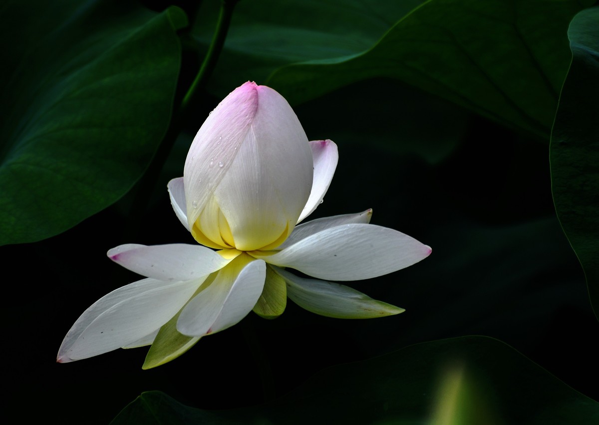 六月荷花初绽放