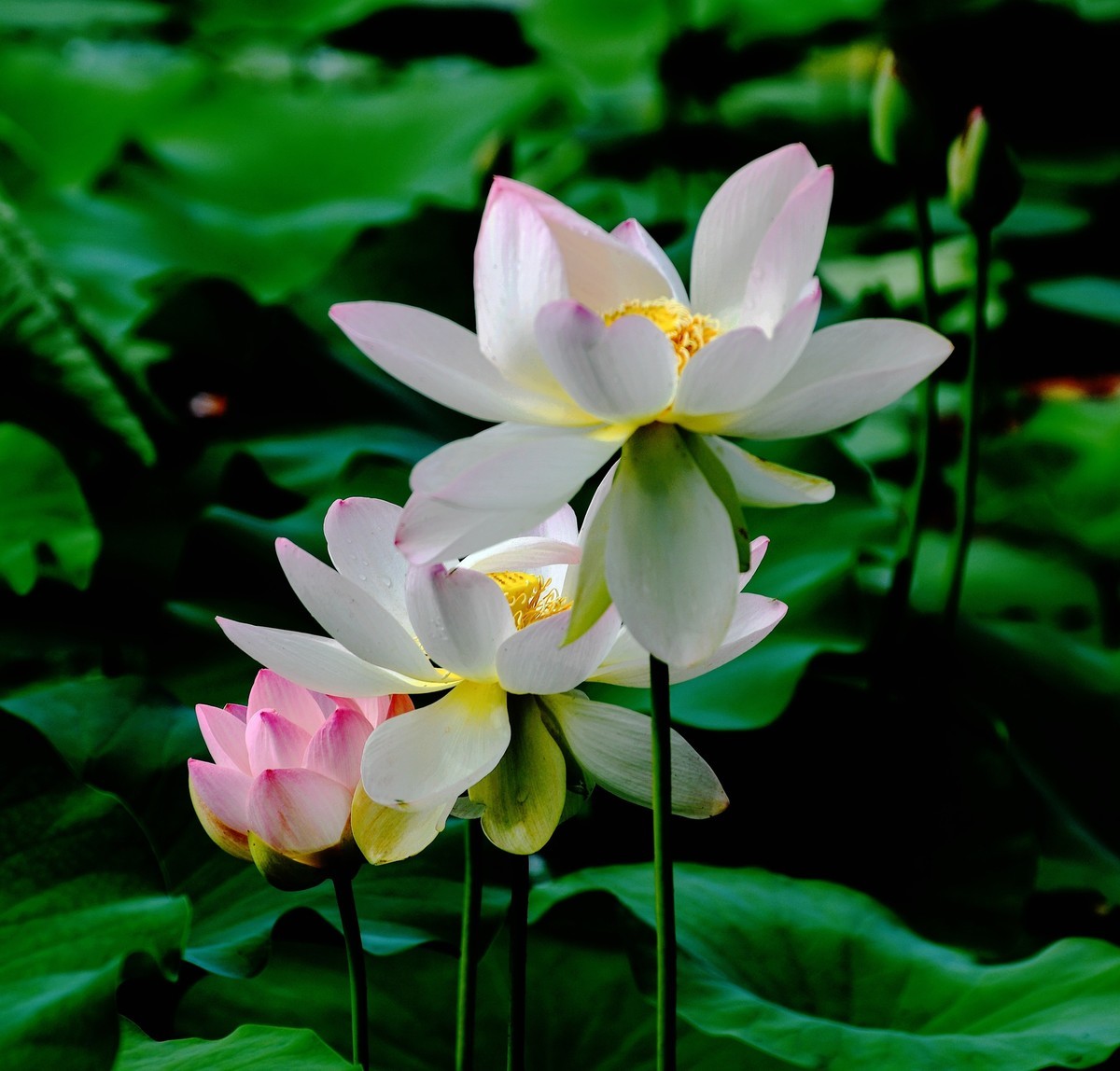 六月荷花初绽放