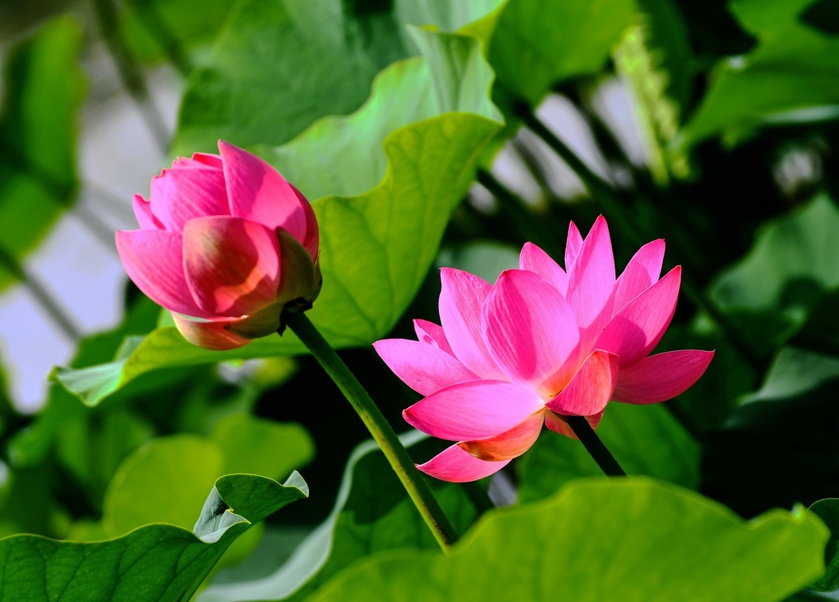 六月荷花初绽放