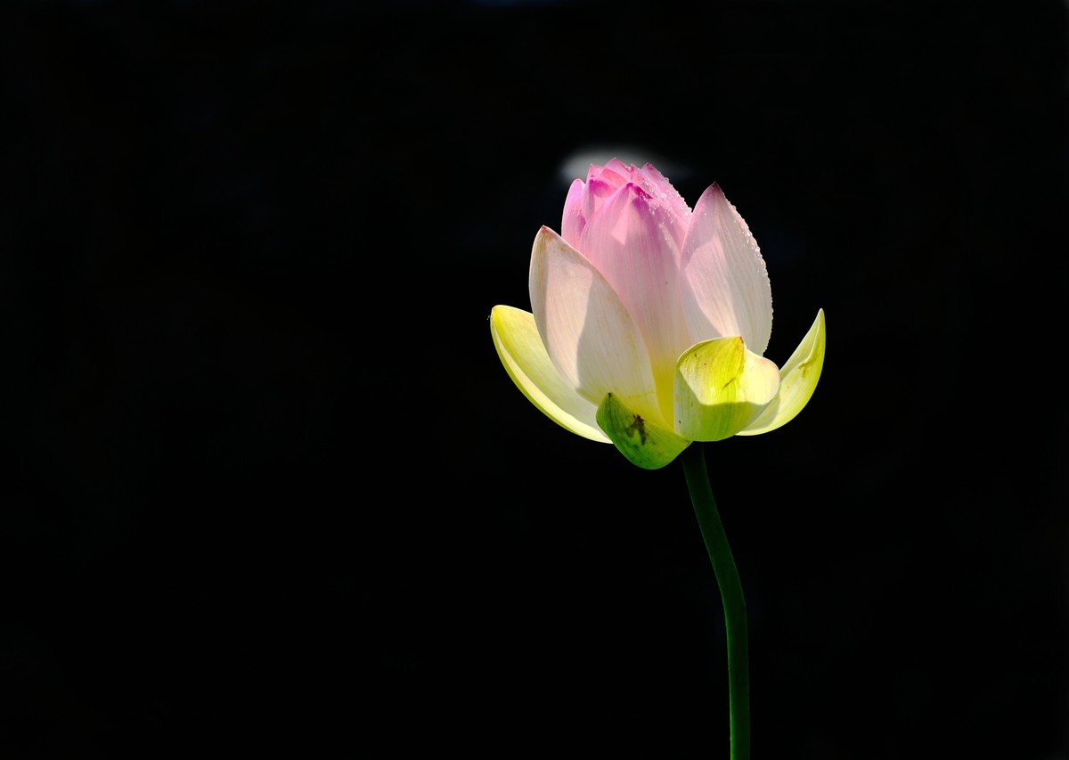 六月荷花初绽放