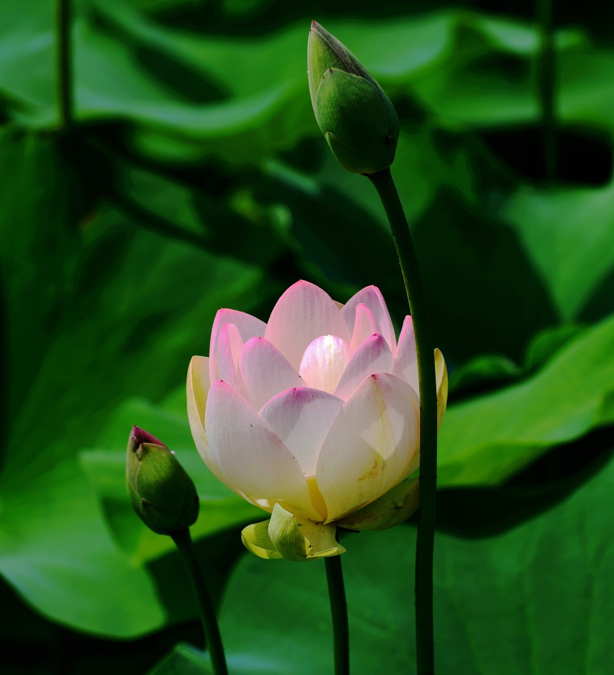 六月荷花初绽放