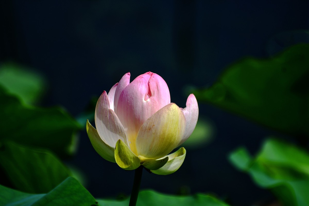 六月荷花初绽放