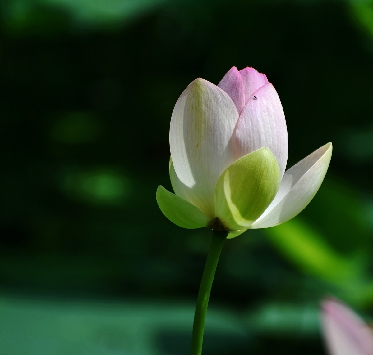 六月荷花初绽放