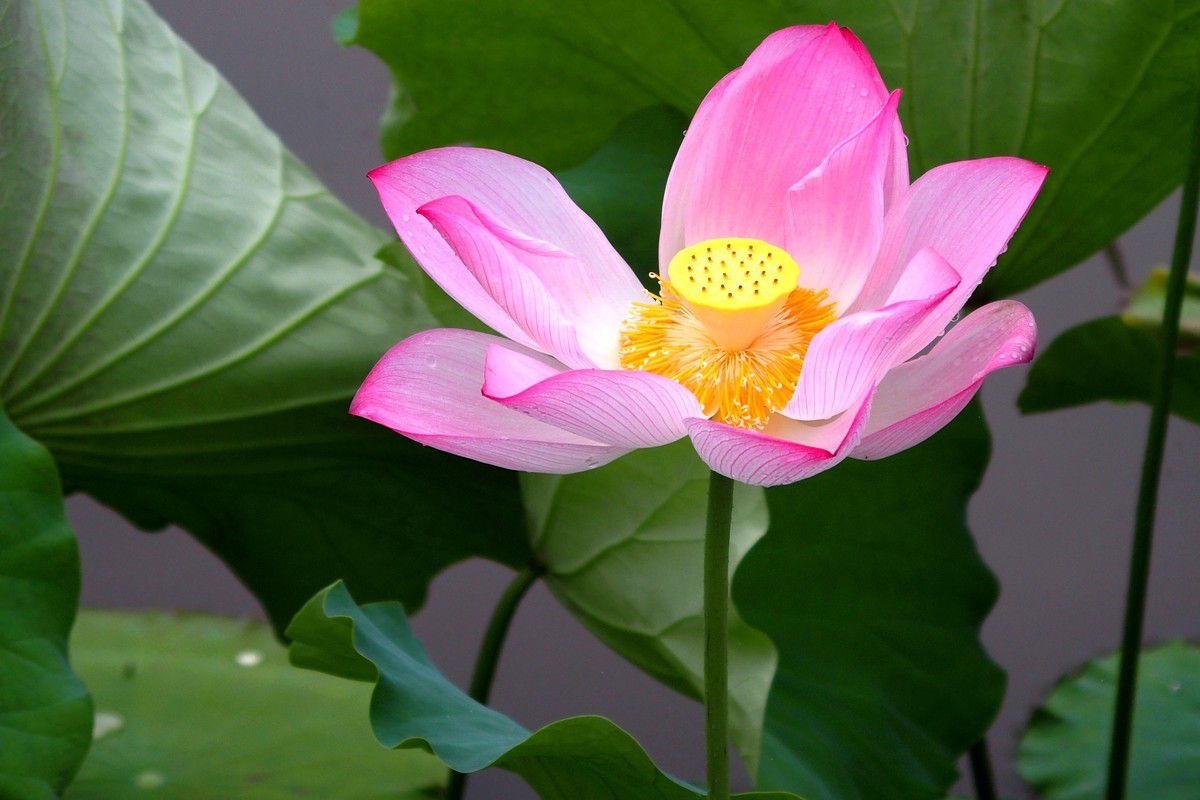 奥林巴斯STYLUS 1（卡片机风景）