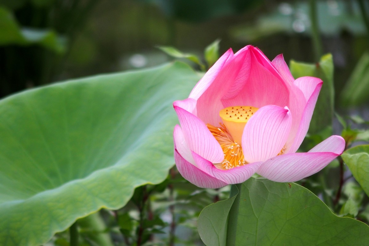 奥林巴斯STYLUS 1（卡片机风景）