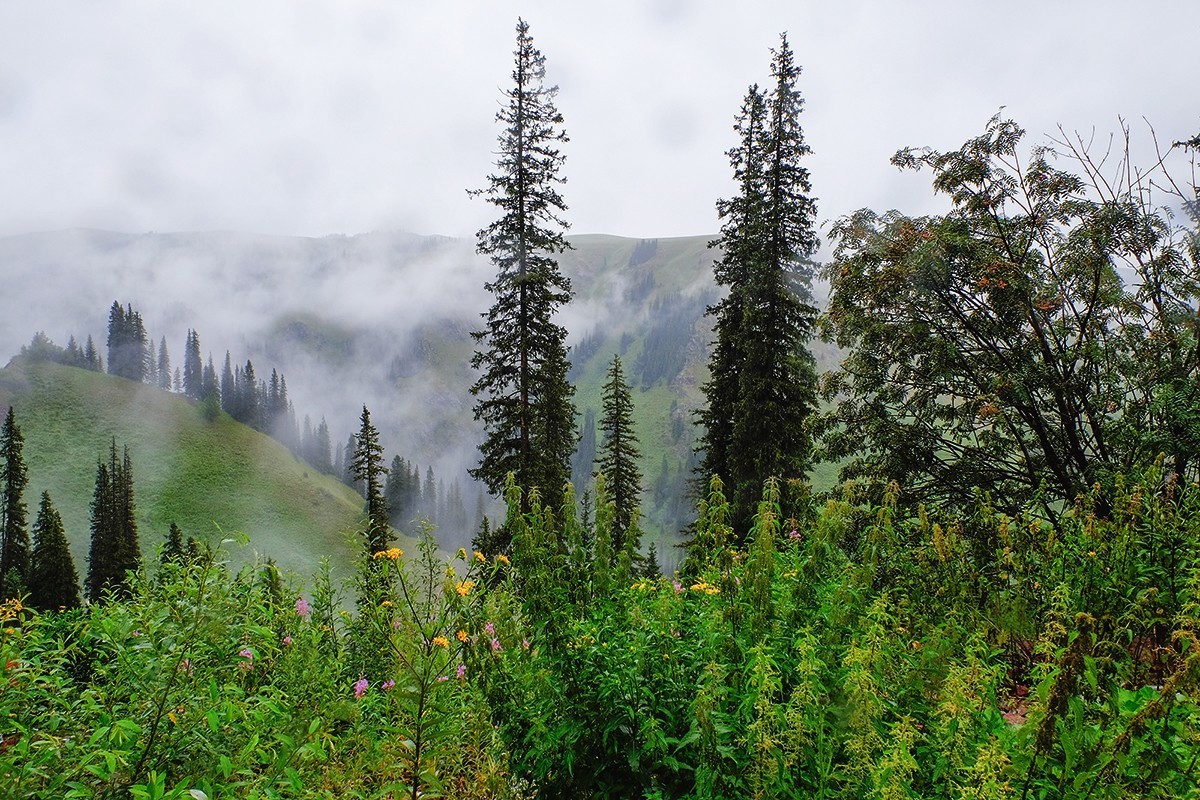 巴音布鲁克的记忆