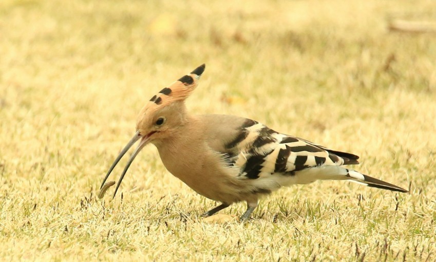 抓拍戴胜鸟的动态