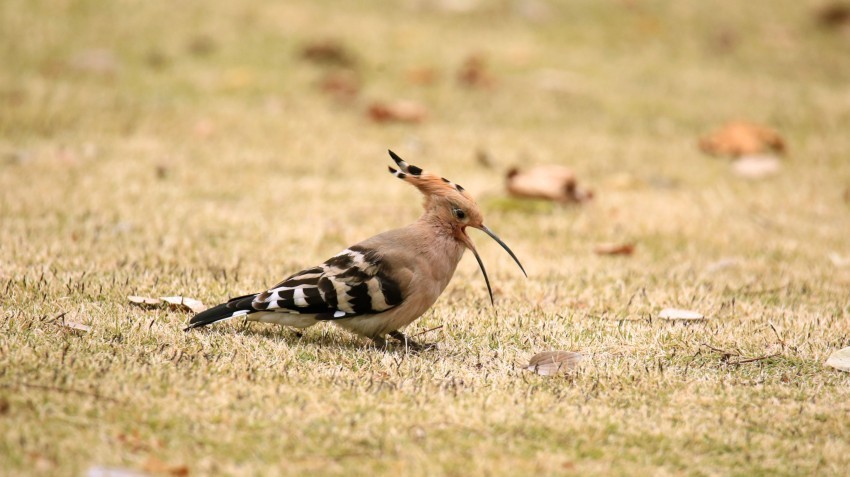 抓拍戴胜鸟的动态